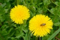 Couple of dandelion flowers with honey bee Royalty Free Stock Photo