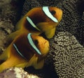 Close-up of couple of clownfishes