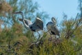 Close up of a couple of grey heron in their nest in the Camargue national park France