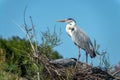 Close up of a couple of grey heron in their nest in the Camargue national park France