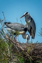 Close up of a couple of grey heron in their nest in the Camargue national park France