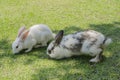 Couple little white cute rabbit eating the green grass