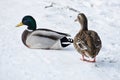A couple of mallard ducks, on snow.