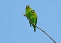 Close up of a couple of Orange-chinned Parakeet Brotogeris jugu