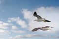 Two seagull in flight close up