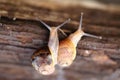 Close up of a couple of snails . Royalty Free Stock Photo