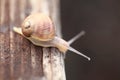 Close up of a couple of snails . Royalty Free Stock Photo