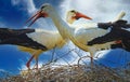 Close up of couple two white storks with red bleaks in nest with crossed necks looking in different directions