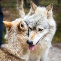 Close up couple of wolfes portrait playing together Royalty Free Stock Photo