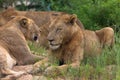 Pair of Young african lions resting in natural habitat in african savanna. Royalty Free Stock Photo