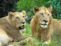 Pair of Young african lions resting in natural habitat in african savanna. Royalty Free Stock Photo