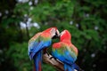 Close up couples of beautiful of scarlet macaw birds peaning and Royalty Free Stock Photo