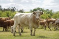 Close up of a cow. in the background a herd of cows grazes in the meadow. Cattle-breeding.