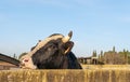 Close-up of a cow Bos taurus poking its head through a concrete wall