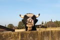 Close-up of a cow Bos taurus poking its head through a concrete wall