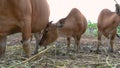 cow eating some hay in tradtitional farm