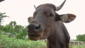 cow eating some hay in tradtitional farm