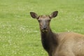 Close-up of Cow Elk Royalty Free Stock Photo