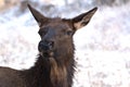 Close up of a cow elk`s head Royalty Free Stock Photo