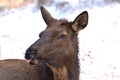 Close up of a cow elk with a white background Royalty Free Stock Photo