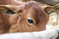 Close up of cow face Royalty Free Stock Photo