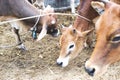 Close up of cow face,eye Royalty Free Stock Photo