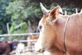 Close up of cow face,eye Royalty Free Stock Photo