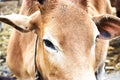 Close up of cow face,eye Royalty Free Stock Photo