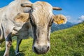 Close-up of a cow head Royalty Free Stock Photo