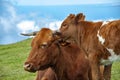 Close-up of a cow head Royalty Free Stock Photo