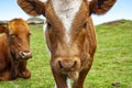 Close-up of a cow head Royalty Free Stock Photo