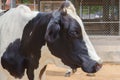 Close up of Cow Head. Head of black and white cow. Royalty Free Stock Photo