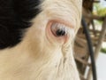 Close-up cow head. holstein cow. selective focus on eye