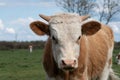 Close up cow head with small horns Royalty Free Stock Photo