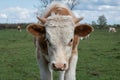 Close up cow head with small horns Royalty Free Stock Photo