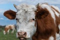 Close up cow head with small horns stare toward camera Royalty Free Stock Photo