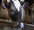 Close-up of cow head in stable in cowshed countryside farm Royalty Free Stock Photo