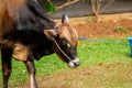 Close up of a cow head that tied up in Jakarta, about to be sacrificed for eid