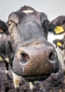 Close up Cow Royalty Free Stock Photo