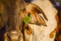 close up of cow heads at a farm in botswana