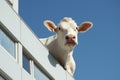 a close up of a cow looking out a window Royalty Free Stock Photo