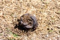 Close-up cow manure for farming and gardening. Royalty Free Stock Photo