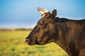 Close Up Of Cow In Meadow Or Field With Green Grass In Mouth. Cow Royalty Free Stock Photo