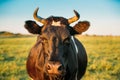 Close Up Of Cow In Meadow Or Field With Green Grass In Mouth. Cow Royalty Free Stock Photo