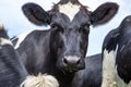 Close up of a cow in the middle of a group of cows black and white