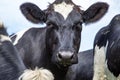 Close up of a cow in the middle of a group of cows black and white Royalty Free Stock Photo