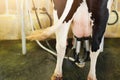 Close up Cow milking facility, Milking cow with milking machine and mechanized milking equipment Royalty Free Stock Photo