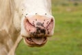 Close-up of a cow nose attacked by flies. Parasites cause discomfort in livestock Royalty Free Stock Photo