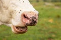 Close-up of a cow nose attacked by flies. Parasites cause discomfort in livestock Royalty Free Stock Photo