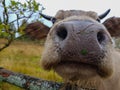 Close up cow nose. Autumn landscape. Funny animal. Royalty Free Stock Photo